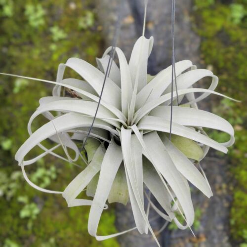 Tillandsia Xerographica size M