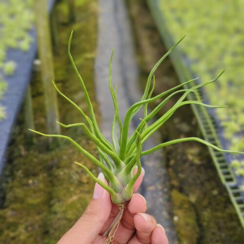 Tillandsia bullbosa
