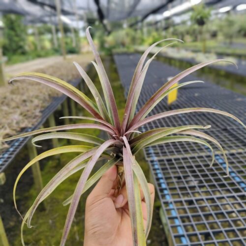 Tillandsia capitata domingensis size L