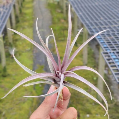 Tillandsia capitata domingensis