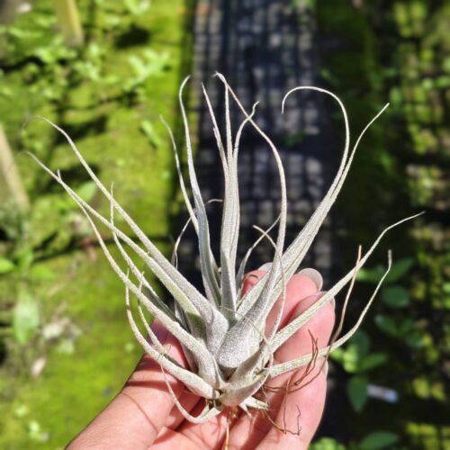 Tillandsia ehlersiana
