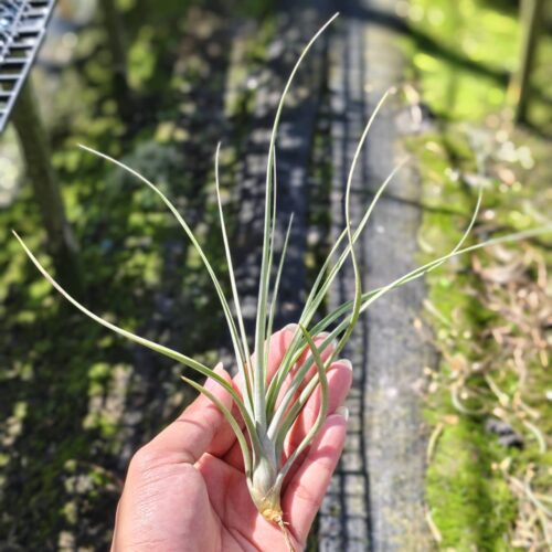Tillandsia exserta x Tillandsia fasciculata