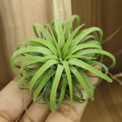 Tillandsia ionantha curly leaf