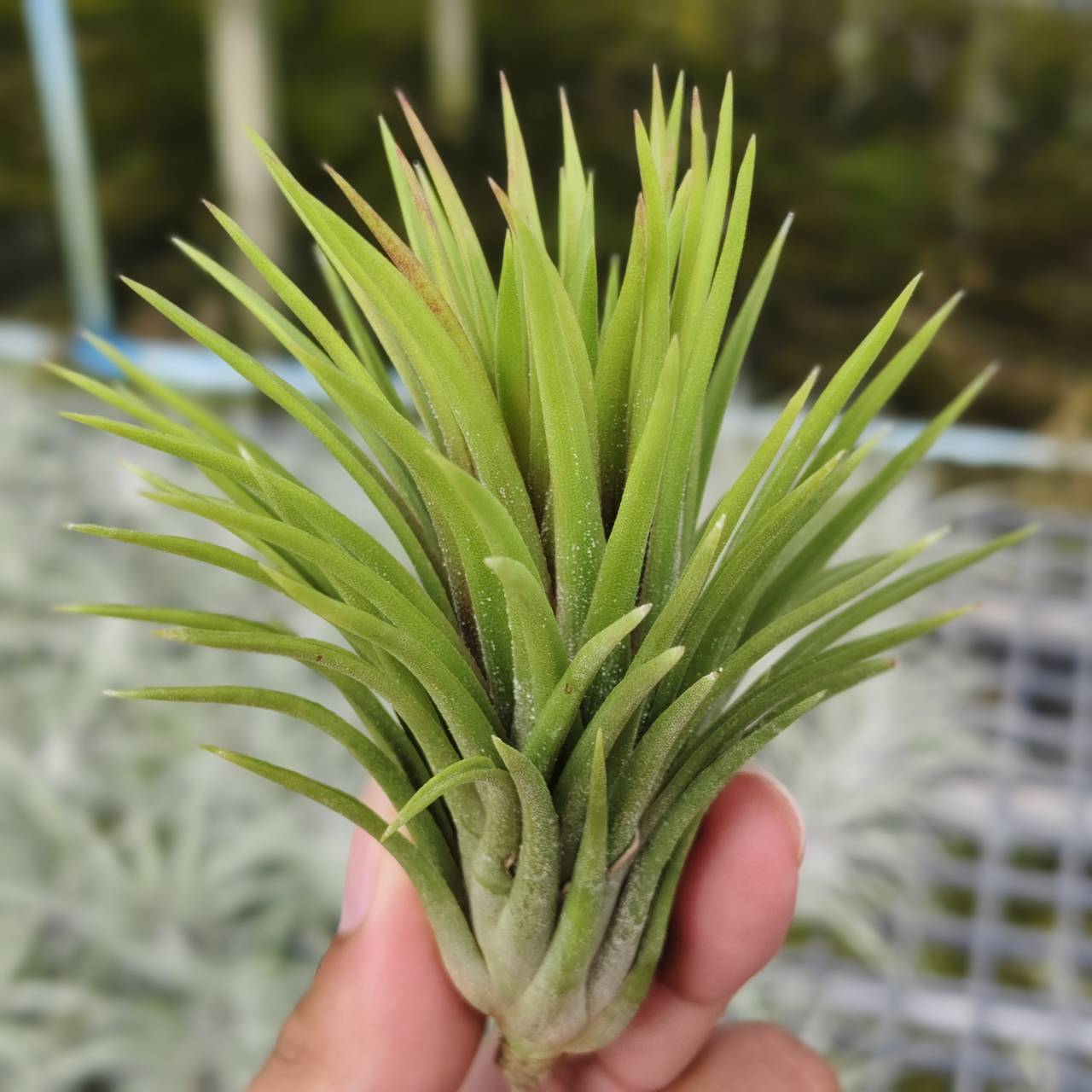 フラワー・ガーデニング Tillandsia ionantha monkey tail RFI Tillandsia ionantha monkey tail size S – TILLANDSIATHAILAND.com