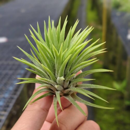 Tillandsia lonantha huamelula