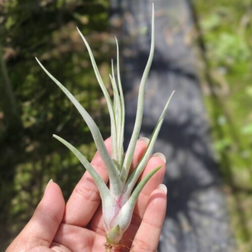 Tillandsia mali dofitus