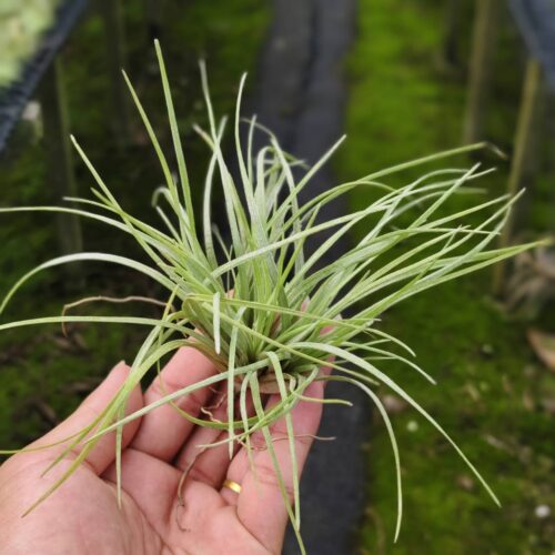 Tillandsia yellow x novakii monstrose