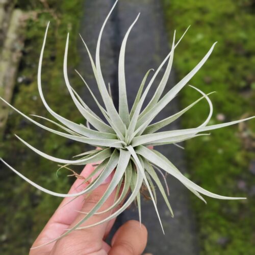 Tillansia Xeographica