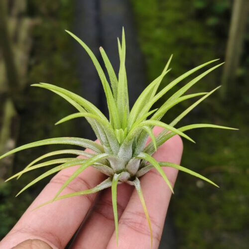 Tillansia lonantha green snow