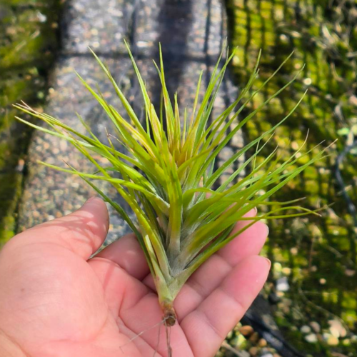 Tillandsia emerald forest fred leaves