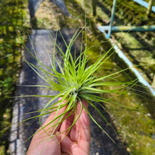 emerald forest fred leaves green