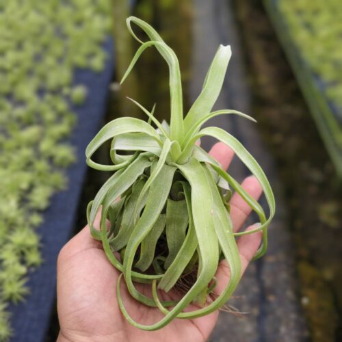 tillandsia Streptophylla Medium