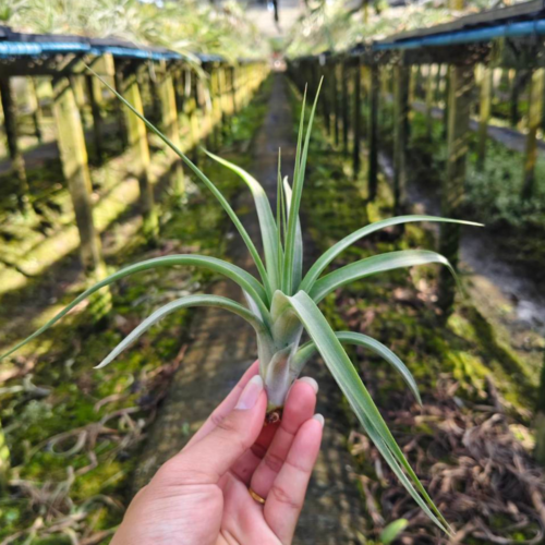 Tillandsia imperssion perfection