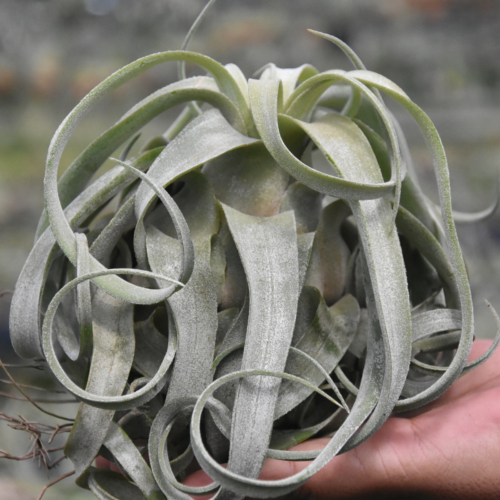 Tillandsia Streptophylla
