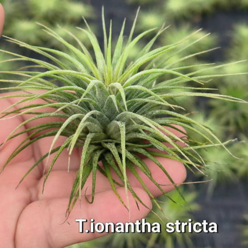 Tillandsia ionantha stricta