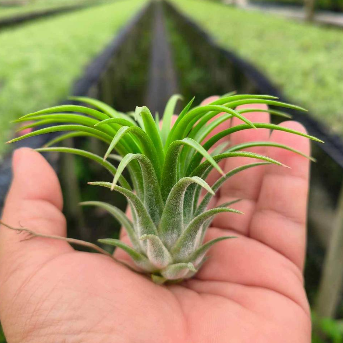 Tillandsia ionantha druid