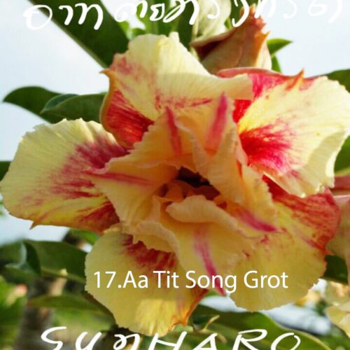 Adenium Arthit Song Kot