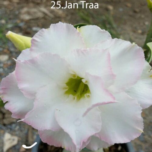 Adenium Jantra