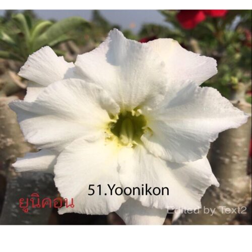 Adenium Unicon