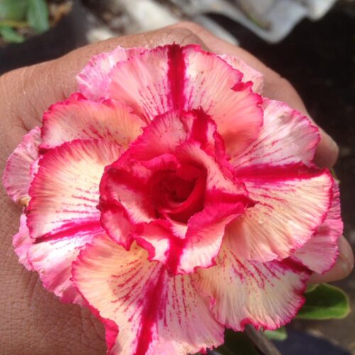 Adenium Golden Red