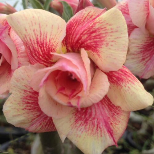 Adenium Golden river