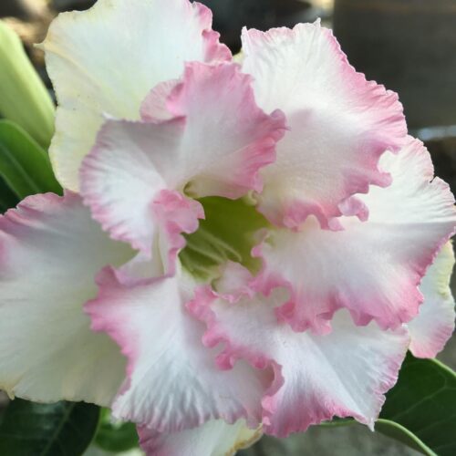Adenium Pinky Pime
