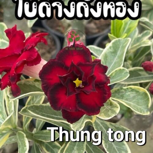 Adenium Thung tong yellow variegated