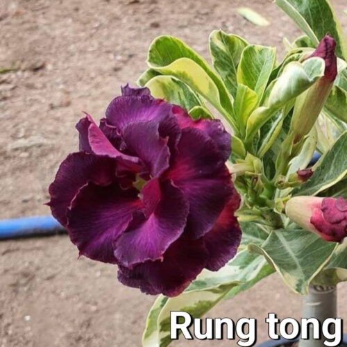 Adenium Rung tong yellow variegated