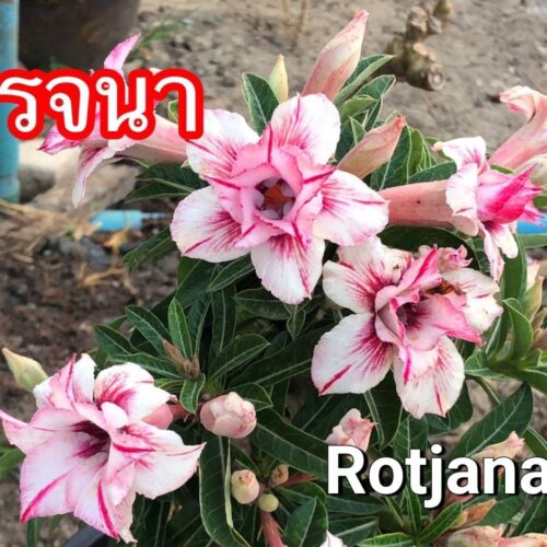 Adenium Rotjana