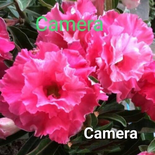 Adenium Camera