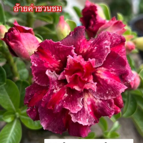 Adenium Yok mungkon