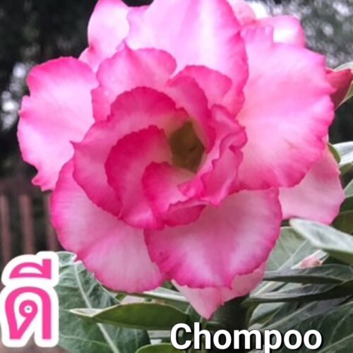Adenium Chompoo Duangdee