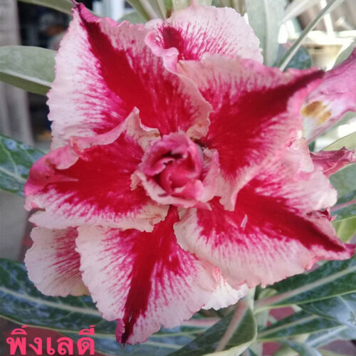 Adenium Pink Lady