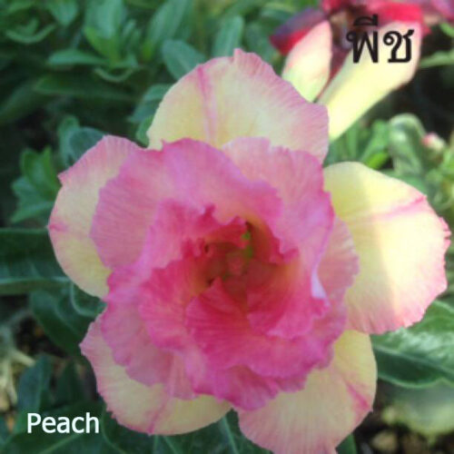 Adenium Peach