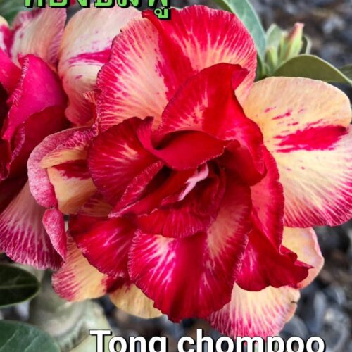 Adenium Tong chompoo