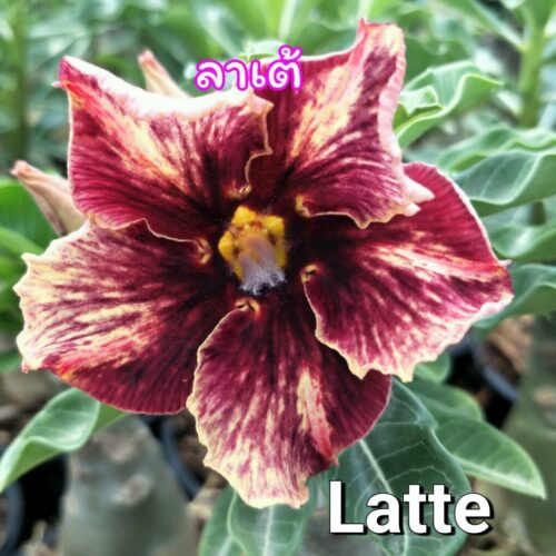Adenium Latte