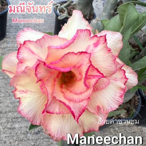 Adenium Manee chan