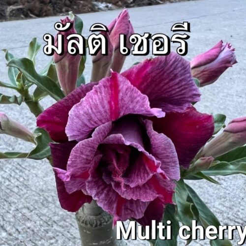 Adenium Multi cherry