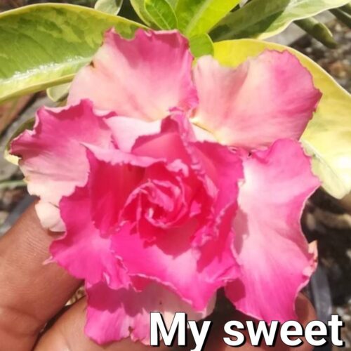 Adenium My sweet