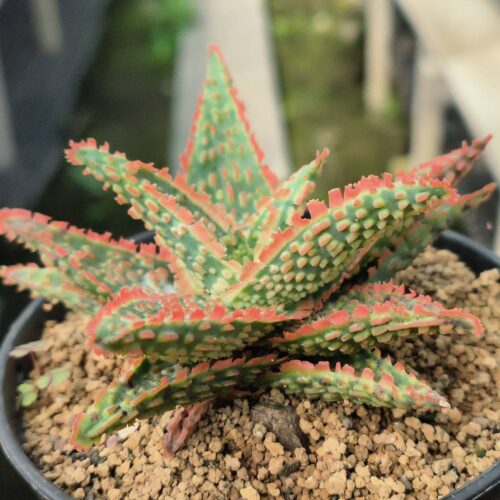 Aloe Hybrid