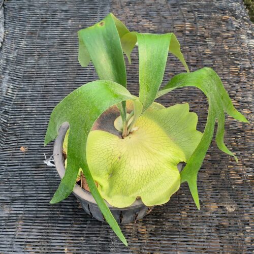 Platycerium Baan na A