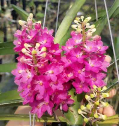 Ascocentrum ampullaceum