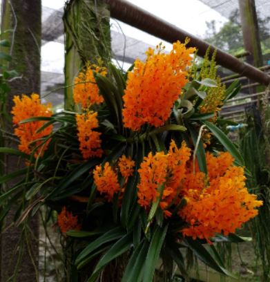 Ascocentrum miniatum