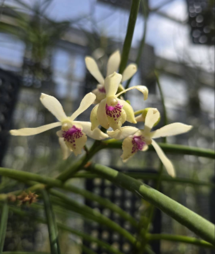 Luisia thailandica X Vanda falcata