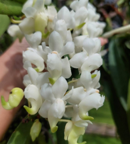 Aerides odorata