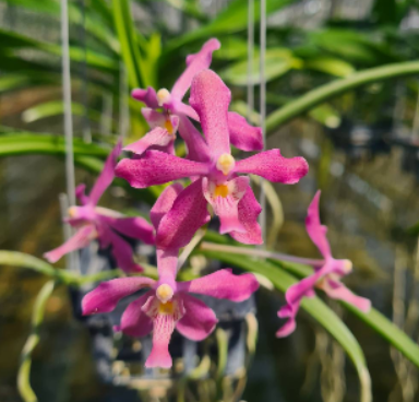 Paraphal. laycockii X V. limbata