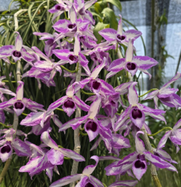 Dendrobium Anosmum A Touch of Class