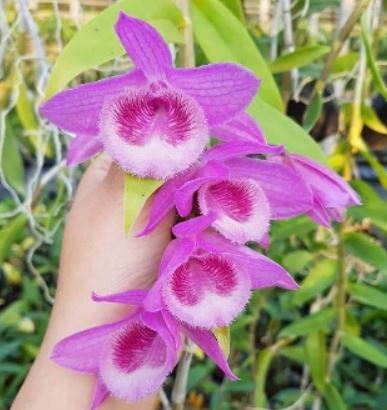 Dendrobium Mentor