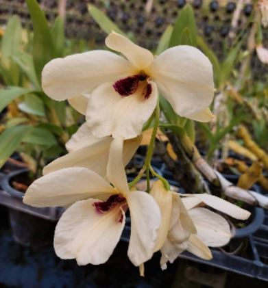 Dendrobium albosanguinium