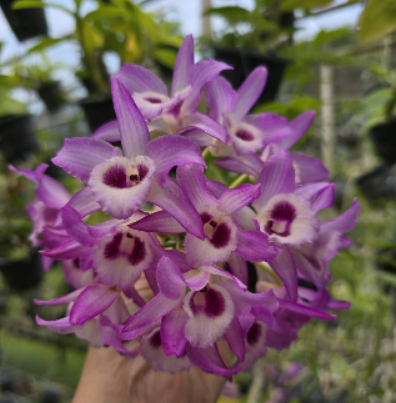 Dendrobium friedericksianum X parishii